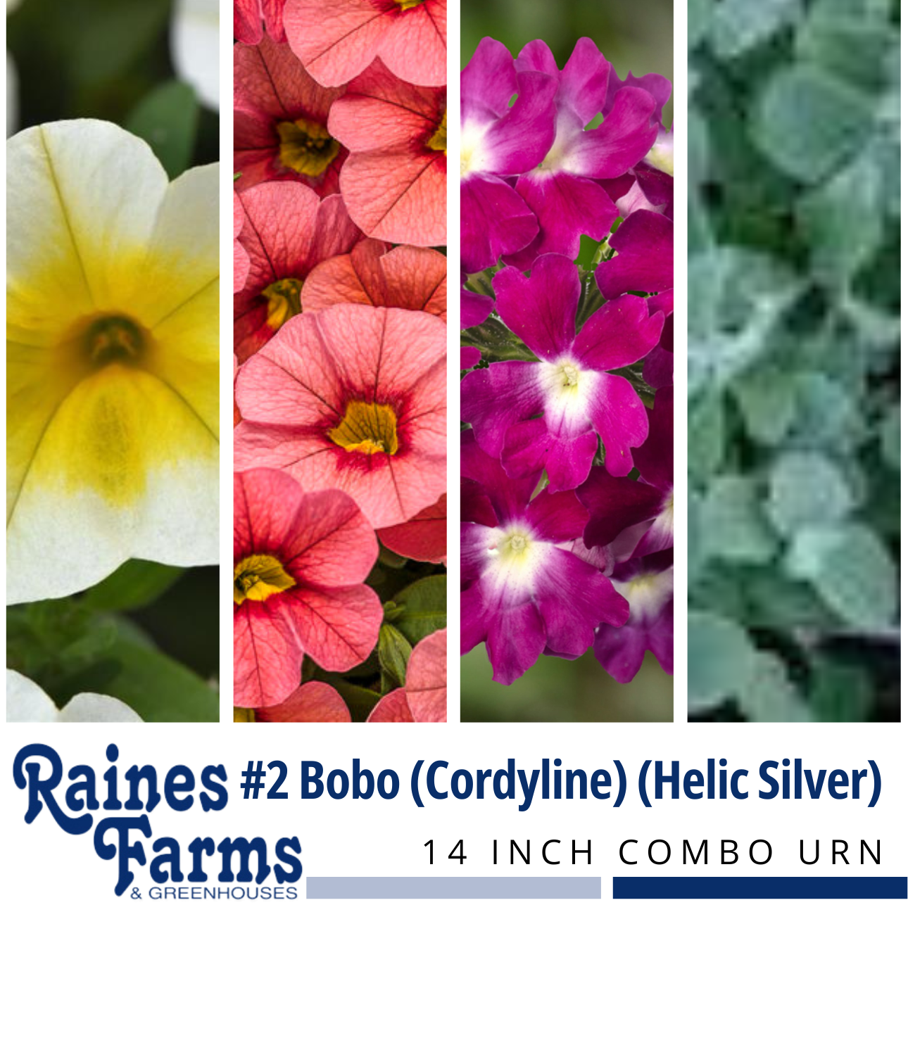 #2: Bobo (Cordyline) (Helic Silver) 14 Inch Combo Urn